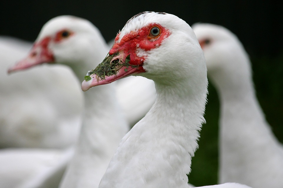 Taïwan confirme la présence du virus Tembusu et lance un programme de dépistages dans les fermes de canards