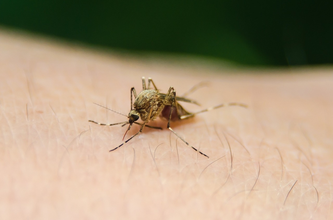 Premier cas de dengue contractée localement à Taiwan cette année