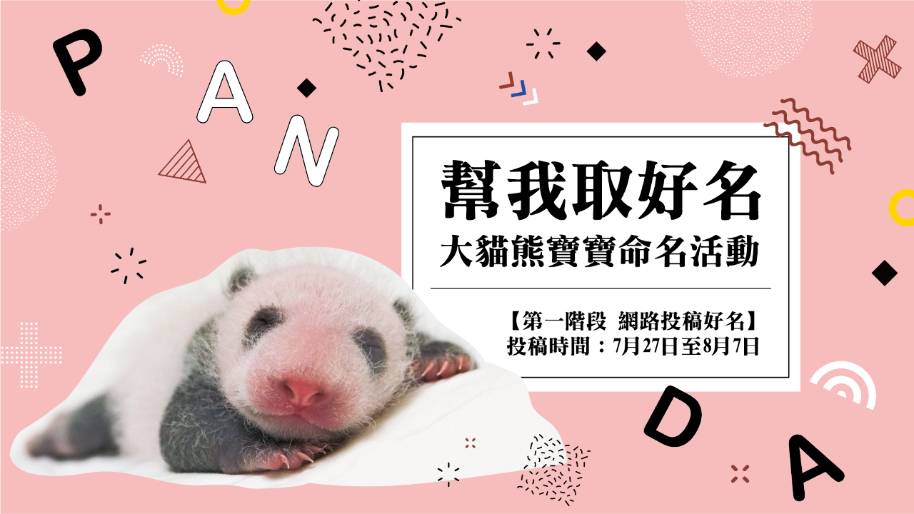 Quel nom pour le nouveau bébé panda du zoo de Taipei ?
