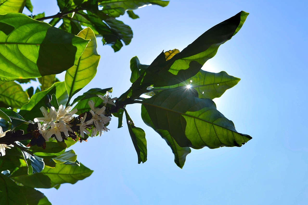 La FDA limite les conditions de vente des feuilles de caféier