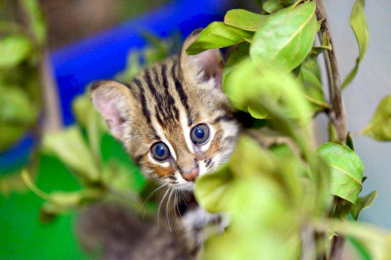 Un Chat Leopard S Enfuit De Son Enclos Au Zoo De Taipei Actualites Radio Taiwan International