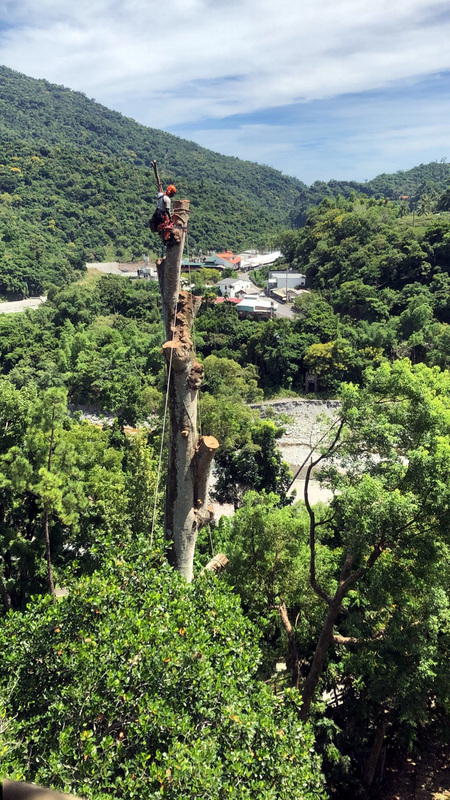 Un arbre malade de 35 mètres abattu à Taitung