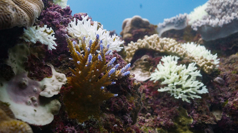 Blanchiment des coraux : le sud de Taïwan en état d'alerte