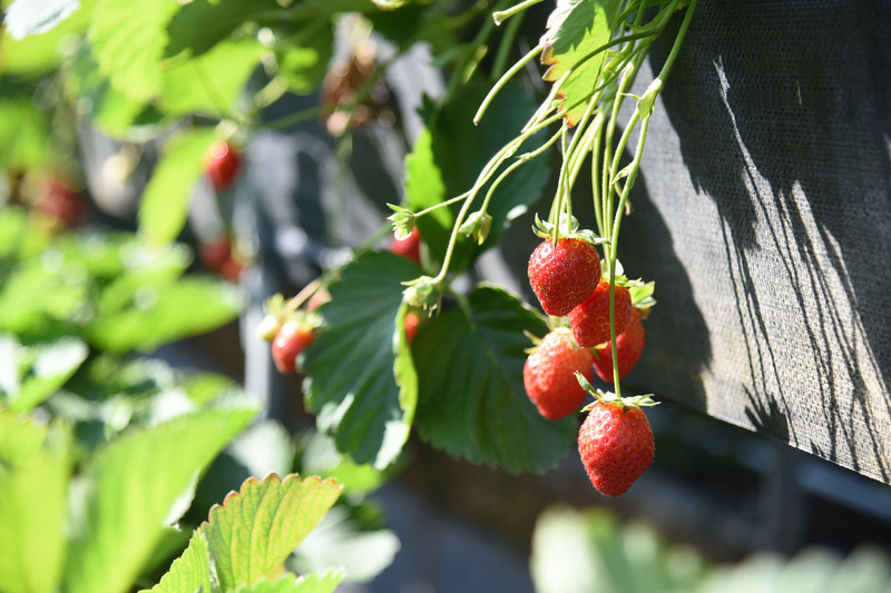 C'est la saison des fraises à Taïwan（photo : gouvernement du comté de Miaoli）