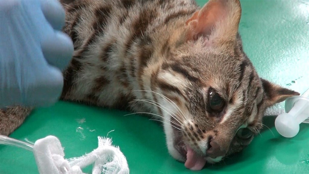 Le chat-léopard Feifei retrouvé trois semaines après son évasion du Zoo de Taipei
