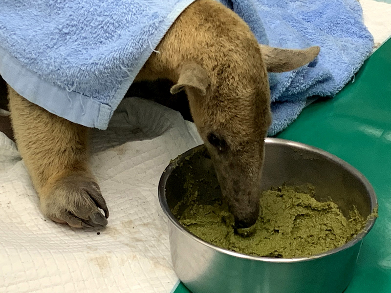 Perdu et retrouvé, un fourmilier d’un zoo taïwanais est mis en quarantaine
