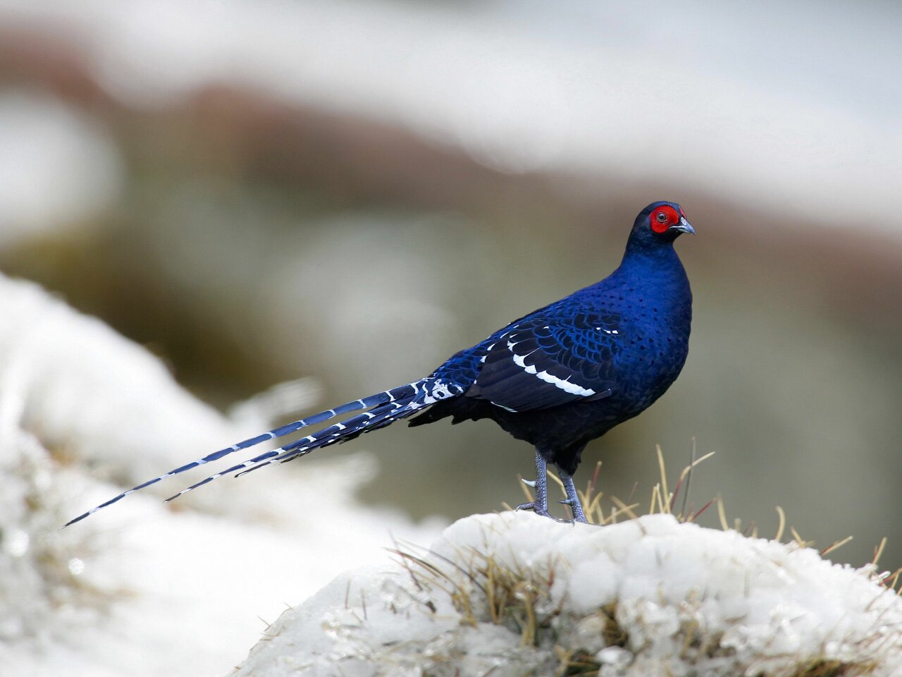 Biodiversité : publication du premier rapport national sur les oiseaux à Taiwan