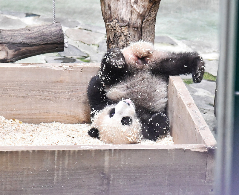 Le bébé panda du zoo de Taipei présenté au public
