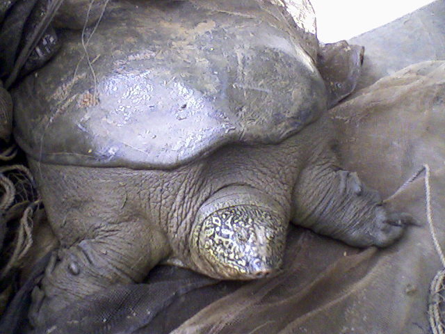 La Rafetus Swinhoei, tortue à carapace molle du Fleuve bleu (Image : Wikimedia Commons - Phuongcacanh at Vietnamese Wikipedia, CC BY-SA 3.0 <https://creativecommons.org/licenses/by-sa/3.0>, via Wikimedia Commons)