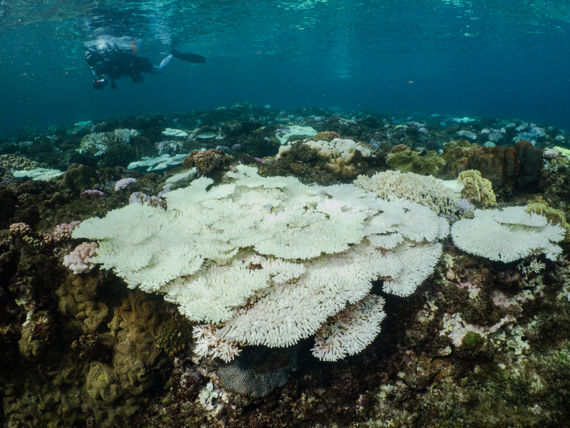 30% des coraux taïwanais morts en 2020, Xiao Liuqiu en perd 55%