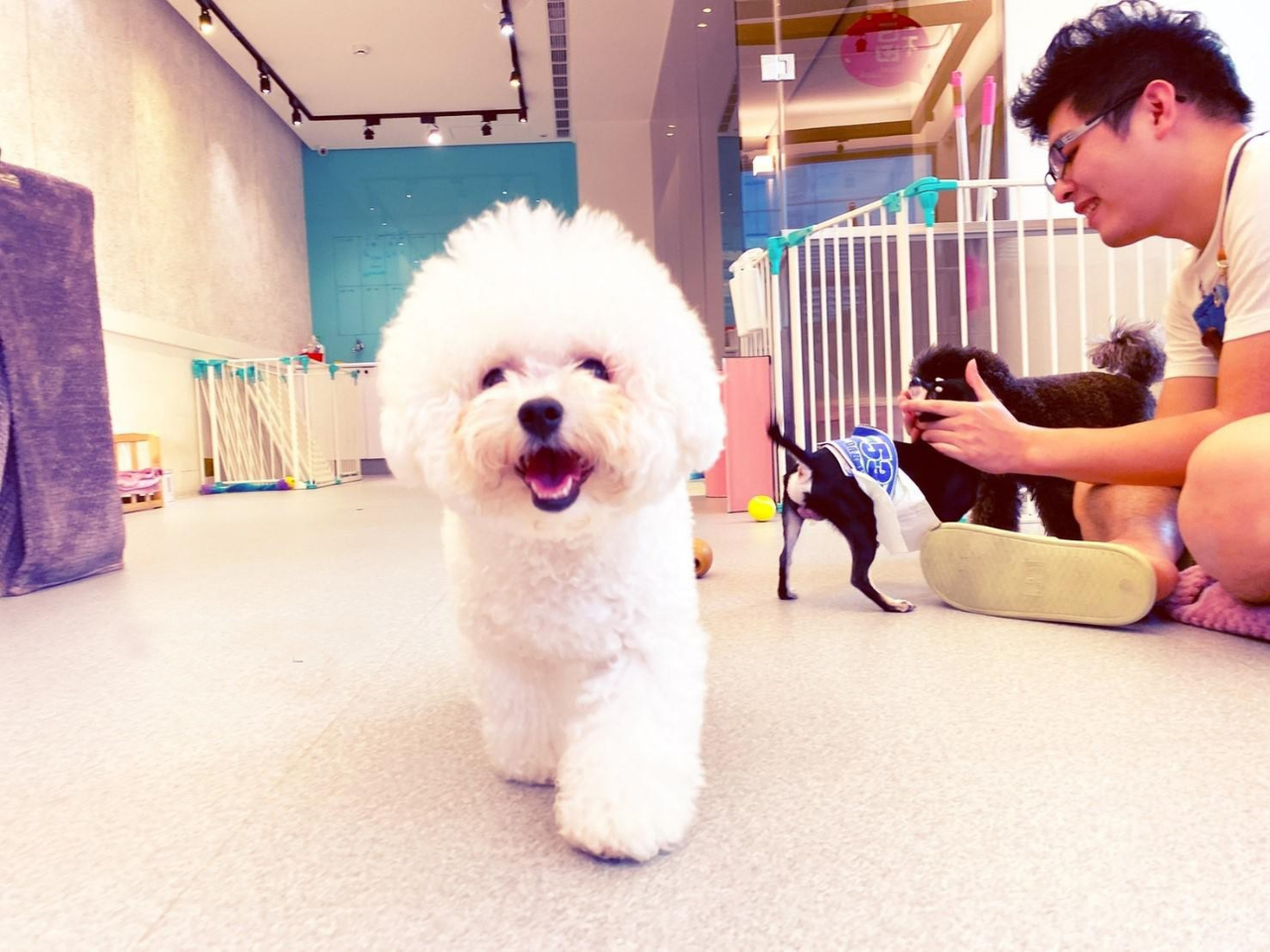 Hsinchu offre un an d’assurance médicale pour l’adoption d’animaux de compagnie