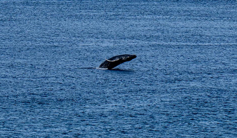 OEPAT: le disparu, le gang du bambou uni et les baleines à bosse