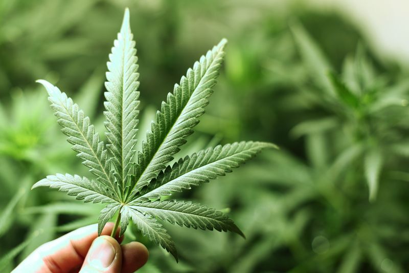Vers une réduction de sanctions pour la culture de cannabis à usage personnel