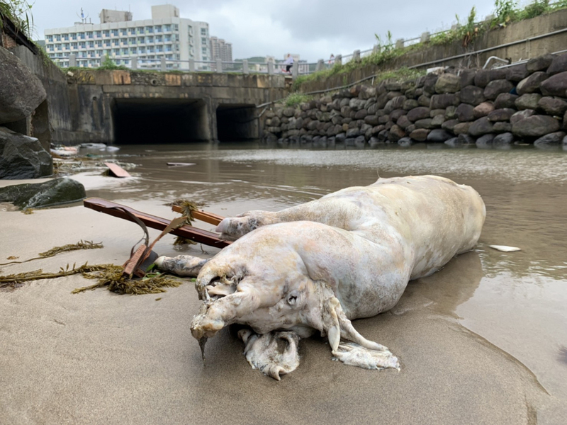 Un cadavre de porc positif à la peste porcine africaine retrouvé dans les eaux au large de Wanli dans le Nouveau Taipei