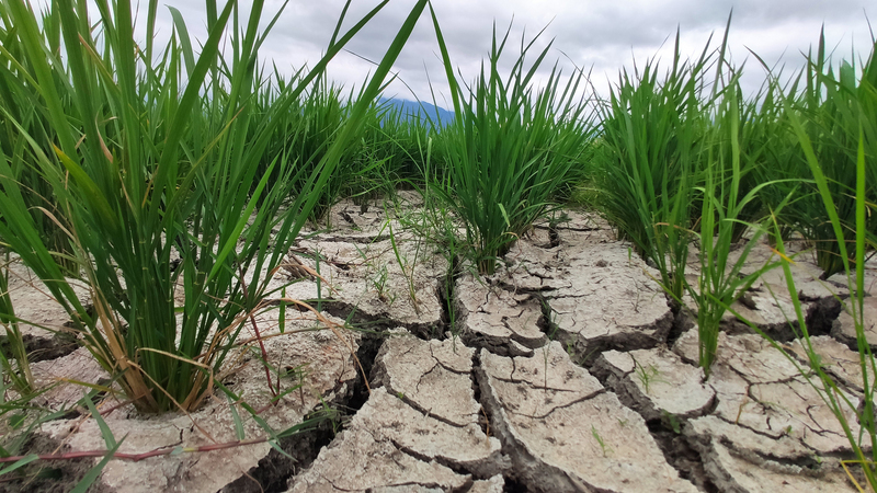 Pénurie d’eau en prévision, Taïwan suspend l’irrigation de certaines rizières