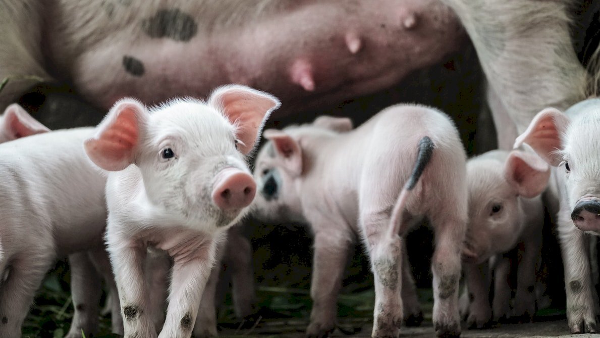 Assurance pour toute la population porcine pour éviter la vente de porc de mort douteuse