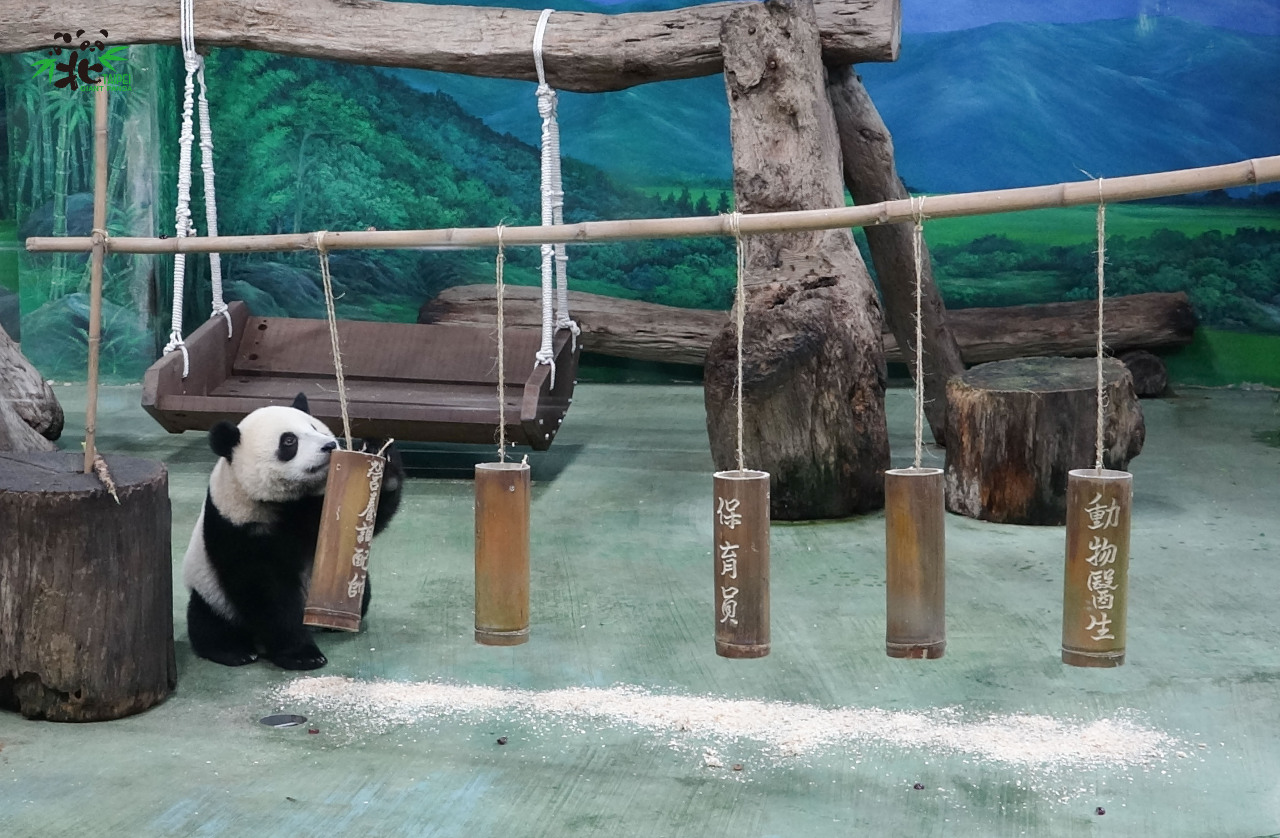 Premier anniversaire du panda Yuanbao choisissant sa carrière (photo Zoo municipal de Taipei)