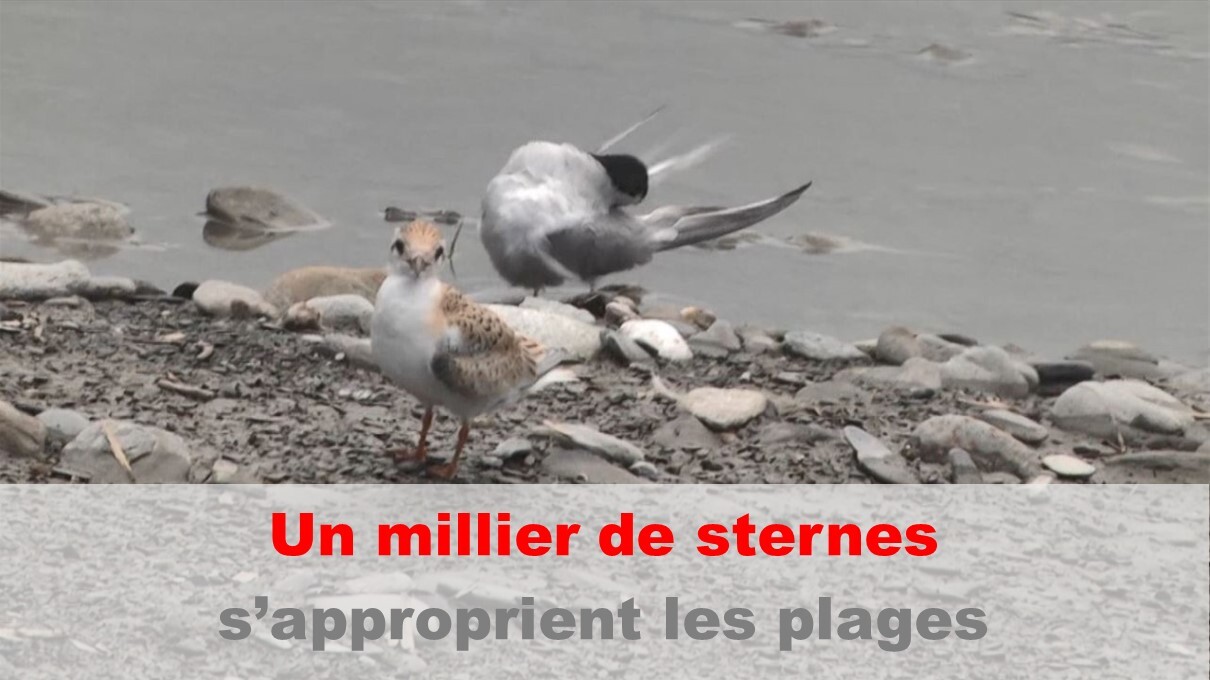 Plus d’un millier de sternes naines observées sur la côte nord-est