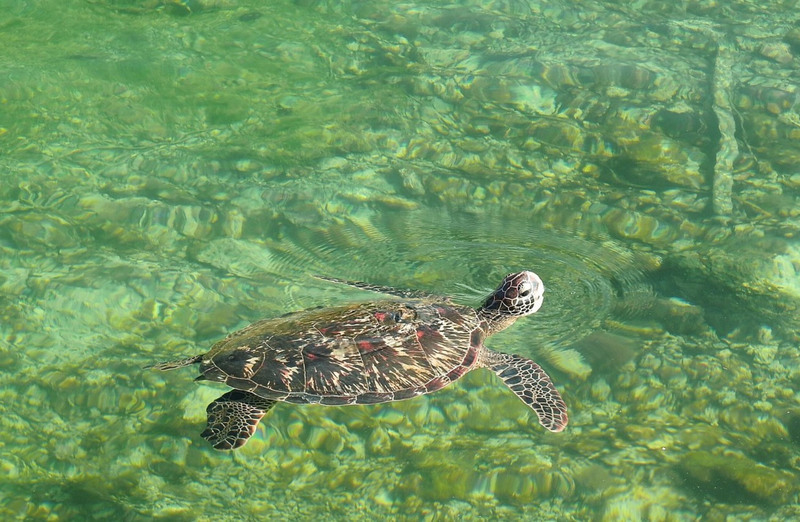 Nombre record de tortues observées dans les eaux de l’île Xiaoliuqiu