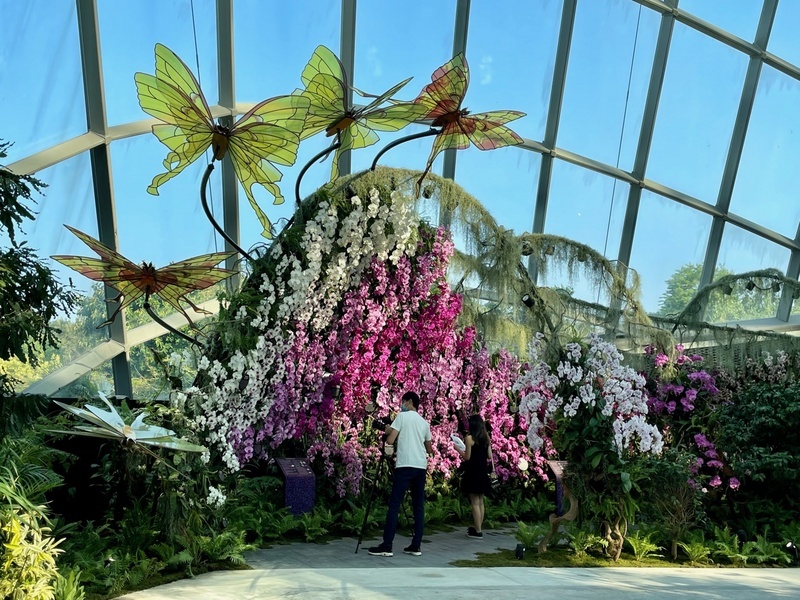 Une nouvelle exposition accueillant des orchidées papillons taïwanaises aux jardins de la baie de Singapour
