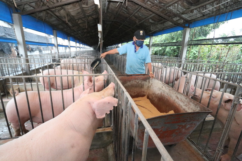 Les restes de table interdits dans les élevages porcins