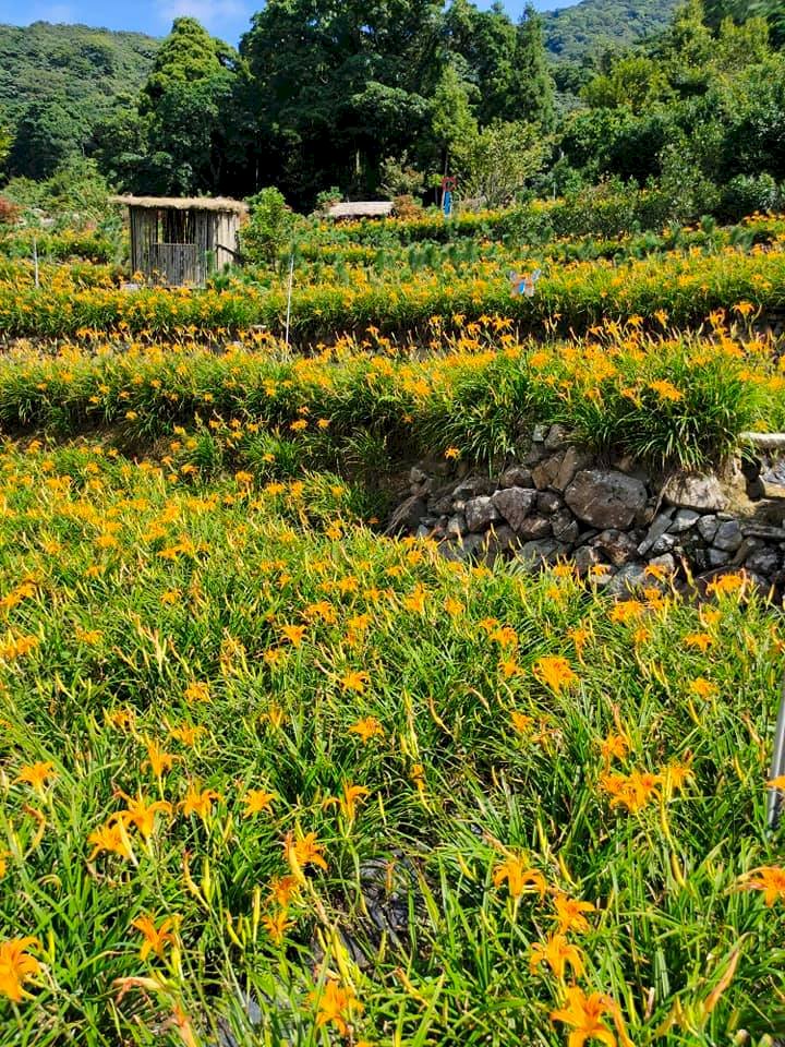 Les hémérocalles citrons sont essentiellement cultivées dans l'est et dans le nord de Taïwan(Photo Hsia Chih-ping de RTI)