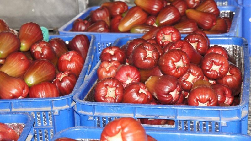 Le gouvernement promet de multiplier les débouchés pour les fruits taïwanais