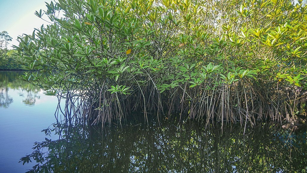Mangroves à  Aceh (Image : Heriyanto harepa, CC BY-SA 4.0 <https://creativecommons.org/licenses/by-sa/4.0>, via Wikimedia Commons)