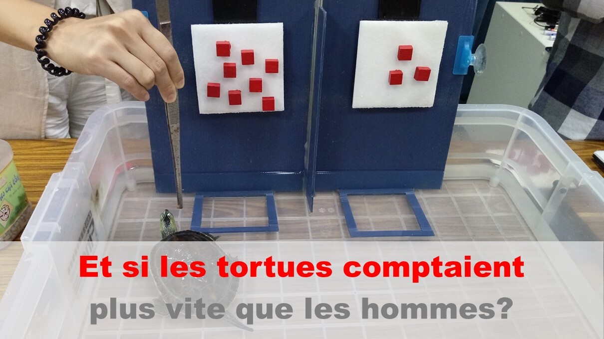 Une étude taïwanaise met en avant les capacités mathématiques des tortues
