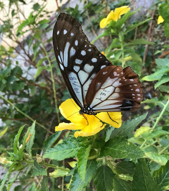 Un papillon marqué au Japon a été observé aux îles des Pescadores