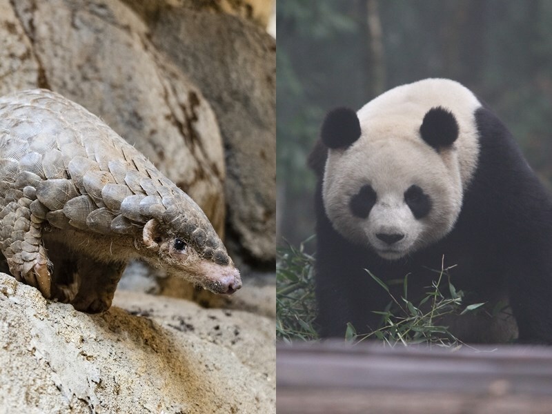Un couple de pangolins du Zoo de Taipei bientôt accueilli dans le zoo de Prague