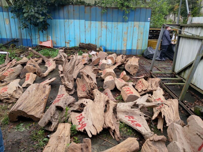 Pratique de l’abattage illégal du bois précieux à Taïwan