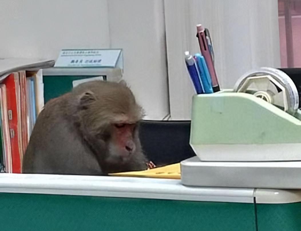Taiwan décide d’interdire la possession de macaques formosans comme animaux de compagnie