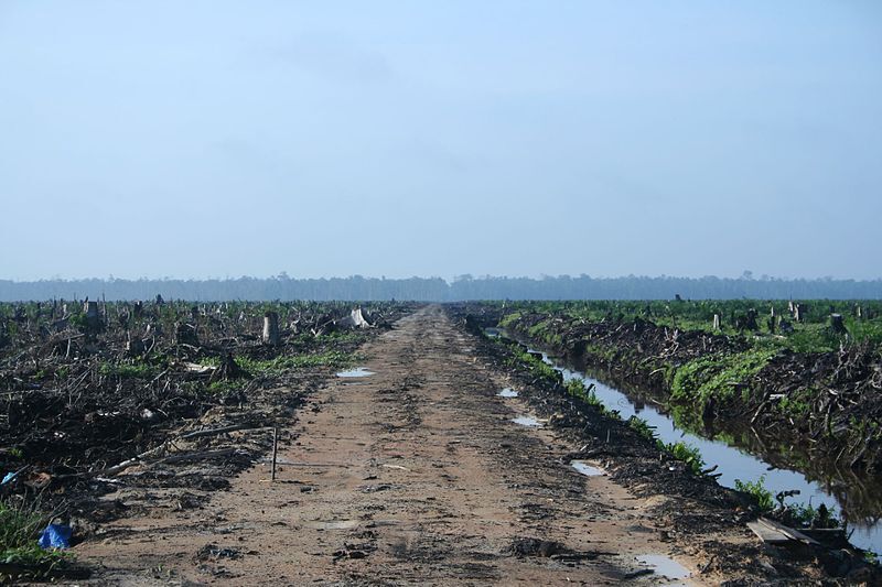 Plantation d'huile de palme à Riau, Sumatra (Image : Hayden, CC BY 2.0 <https://creativecommons.org/licenses/by/2.0>, via Wikimedia Commons)