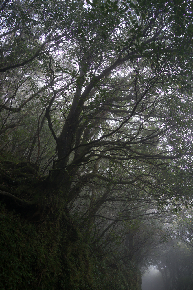 Lishan (里山), la vie en harmonie avec la forêt