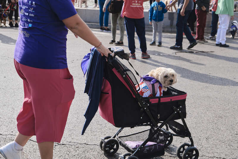 Certains propriétaires taïwanais d'animaux de compagnie ont tendance à les considérer comme leurs enfants (photo : CNA)