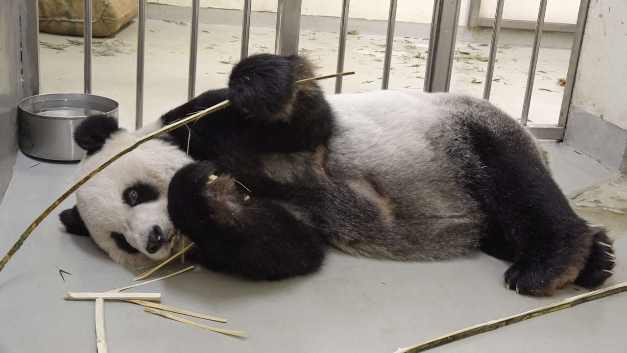 Une équipe chinoise doit venir à Taipei pour examiner le panda malade du Zoo de Taipei Tuan Tuan