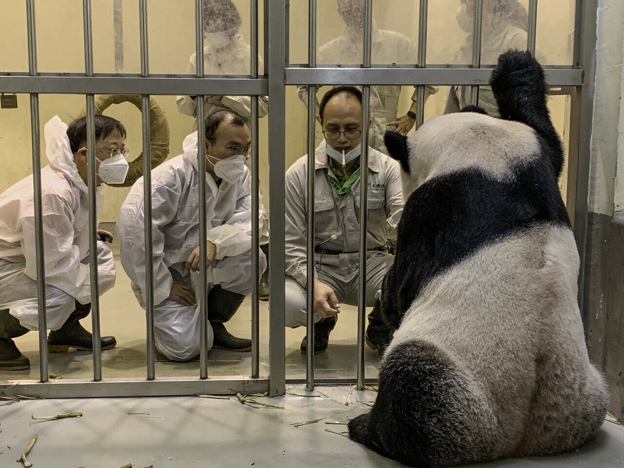 Les experts chinois arrivent à Taipei pour examiner le panda Tuan Tuan