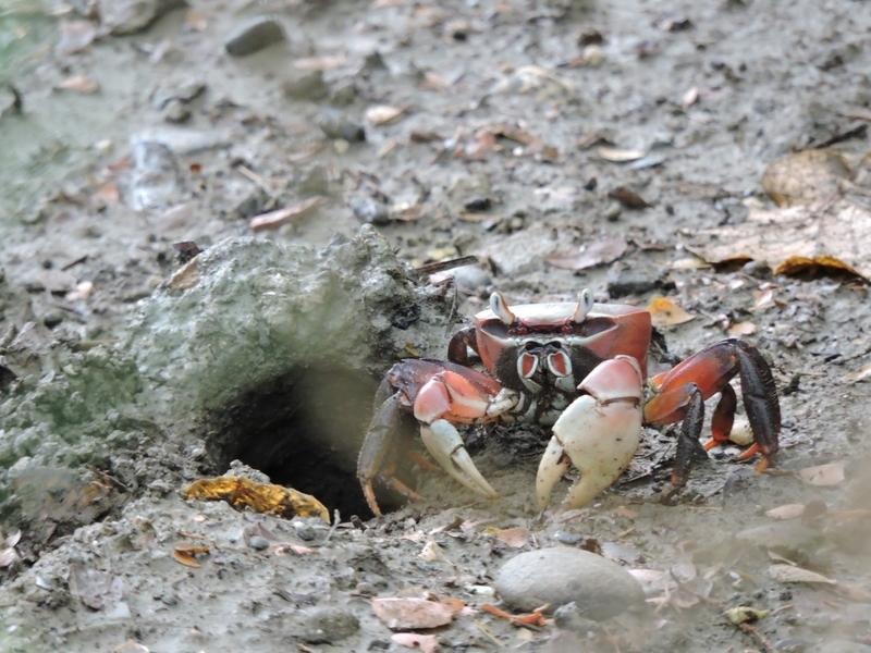 La protection des crabes de terre à Taïwan