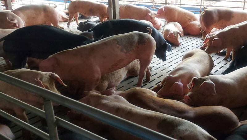 Taïwan annonce la fin de la vaccination de ses élevages contre la peste porcine