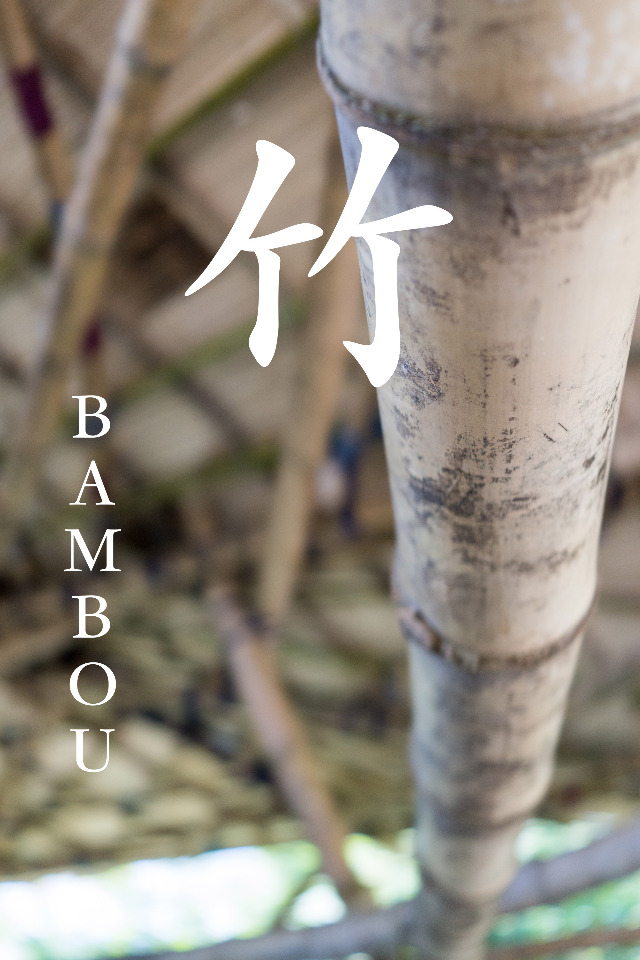 Planter du bambou pour compenser les émissions de carbone ?
