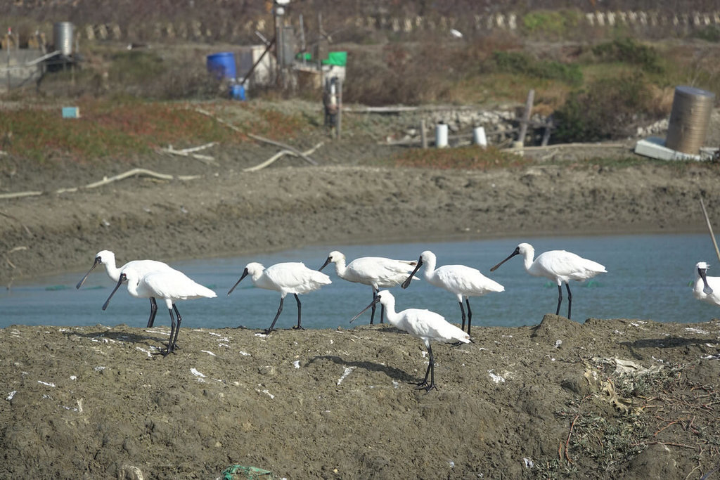 Les marais salants de Budai constituent le plus important relais des oiseaux migrateurs cet hiver
