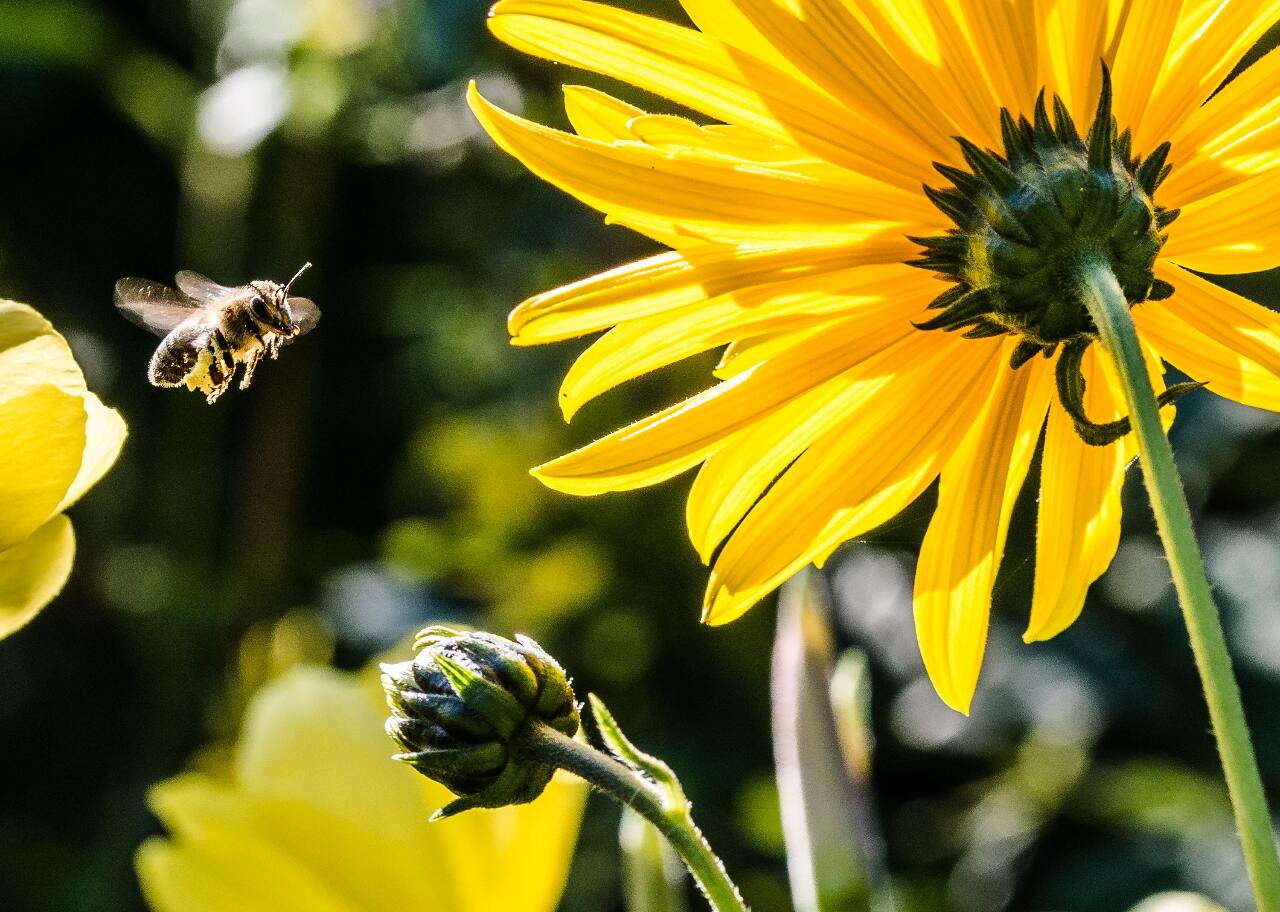 L'apiculture touchée par des acariens Varroa