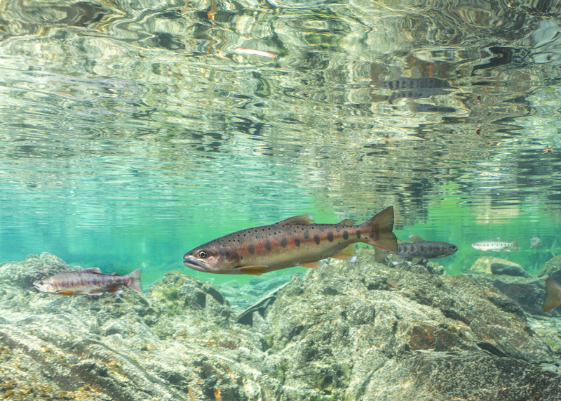 La multiplication des saumons formosans témoigne du succès de la politique de conservation