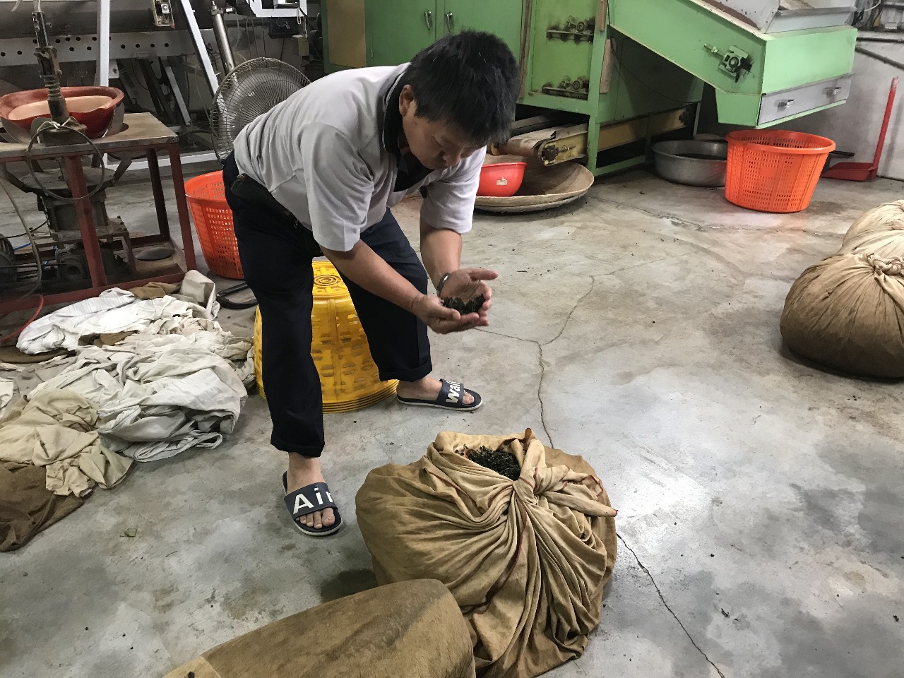 Découverte de la culture du thé Oolong à Nantou (Image : RTI)