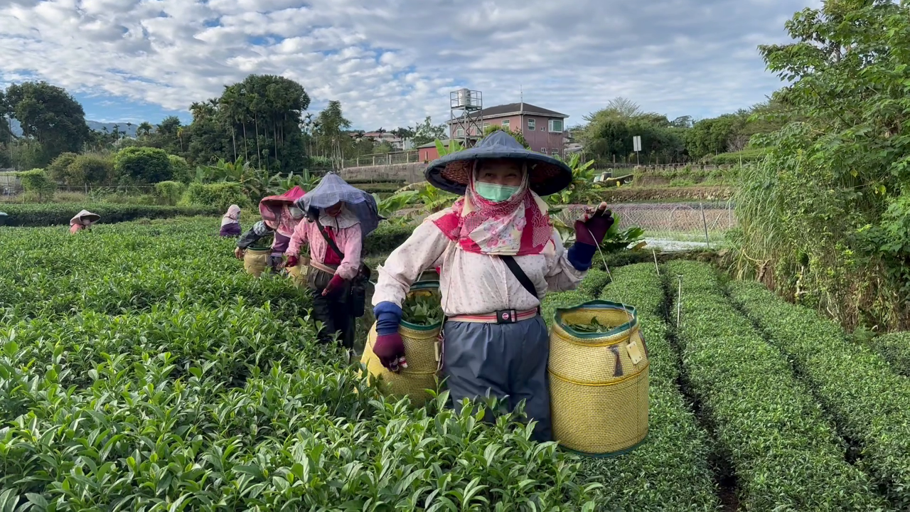 Dans le décryptage d'aujourd'hui, Lisa vous propose un reportage sur la culture du thé Oolong réalisé dans une plantation située dans la commune de Lugu (鹿谷鄉), dans le comté de Nantou (南投縣) (Image : RTI/Lisa Duffaud)