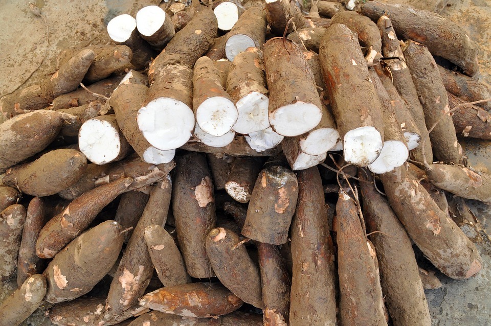 L'histoire de la culture du manioc à Taïwan