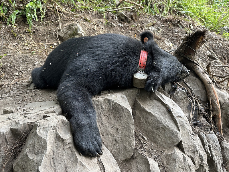 Taïwan perd encore un ours noir formosan
