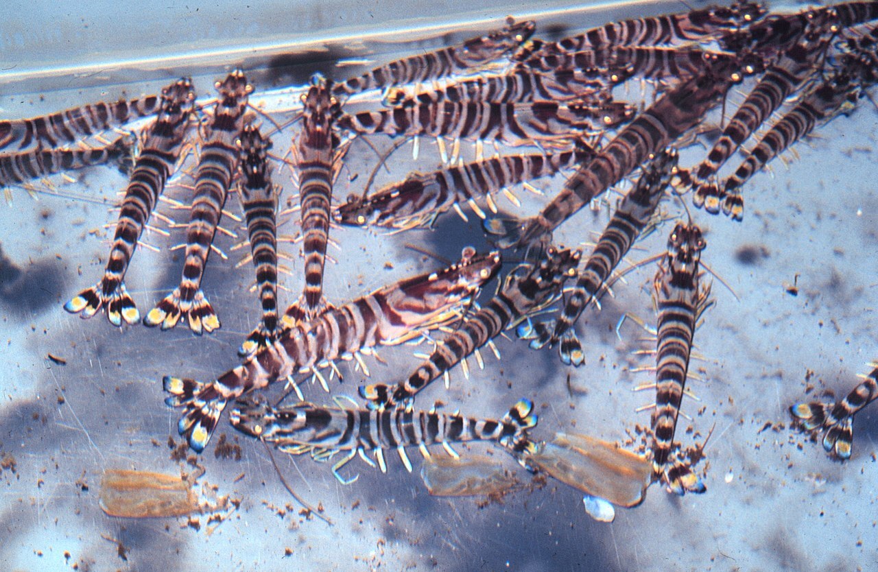 L'élevage des crevettes impériales