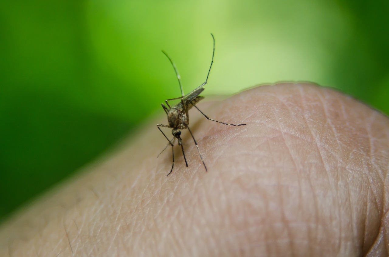 La ville de Tainan affirme en avoir fini avec l'épidémie de dengue